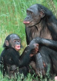 Bonobos fig.1