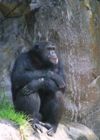 Chimpanzees fig.1