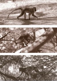 Primates, Quadrupedalism fig.1