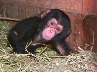 Chimpanzees, Saving fig.1