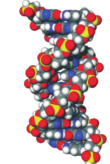 Dna Molecule fig.1
