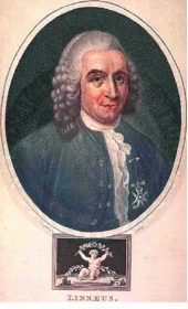 Linnaeus, Carolus fig.2