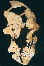 Neandertal Evidence fig.1