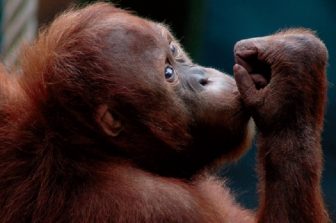 Orangutan Survival, Threats to fig.1