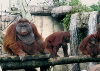 Orangutans fig.1